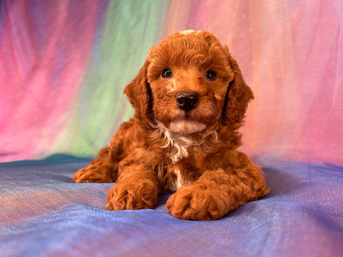 Male Miniature Bernedoodle Puppy for Sale DOB 7-1-2025 $1200